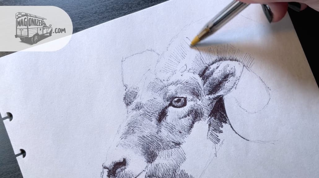 Draw Along Animals free video.